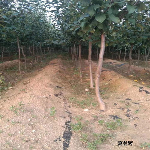 4公分苹果苗市场行情与苗木繁育技术解析